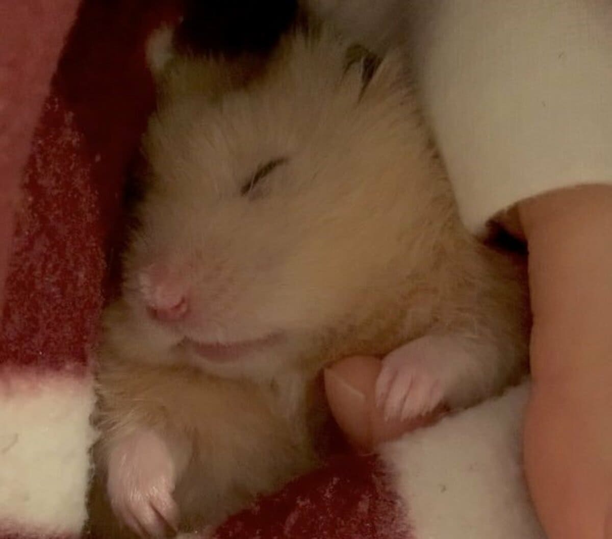 生まれてきてくれてありがとう…至福の表情で眠るハムスターの寝顔が尊い SNSで人気のペットを写真つきで紹介シリーズ | LIMO | くらしと ...