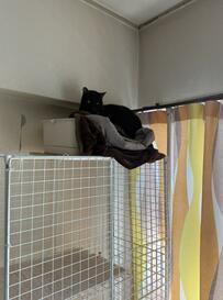 「どこ行った？」愛猫を探していた飼い主さん…見つけた意外な居場所にホッコリ