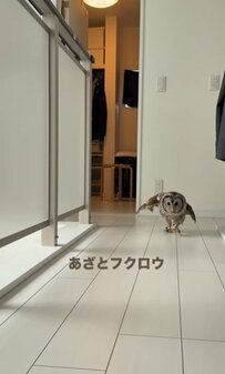 【犬系フクロウ】飼い主さん見っけ！→その後の展開があざと可愛い！「やだ…沼る…」