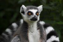 【厚生年金と国民年金】みんな平均で本当はいくらもらっているのか