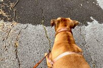 Twitterで話題の、可愛い歩き方の犬