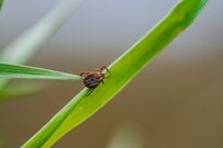 イノシシに寄生していた「巨大マダニ」に仰天　とんでもない大きさに「これはバケモノ」