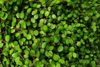 【ガーデニング】安易な地植えはちょっと待って！管理が大変な《グランドカバープランツ》3選