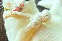 完全に「ナイフを舐める悪役の顔」な猫さん　まさかの光景に…