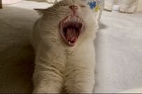 猫が見せた大あくびの後の「表情の変化」に笑ってしまう　「豪快ですね」