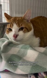 「ハンターは家を見つけて、また失いました」窓から落ちてシェルターに戻された猫、新しい家族を待つ姿に反響