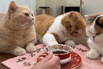 「お茶してるけど全然落ち着けない」猫のかわいすぎる行動に約3万いいね