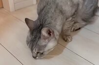 【話題】パトロール中の猫ちゃんが床を嗅いだら→予想外の表情が大反響「何度見ても笑える」