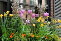 【ガーデニング】玄関まわりが垢抜ける！春の寄せ植え「オシャレ系」4選