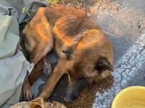 「骨と皮だけ」だった保護犬リリー、懸命な治療の末に歩けるまで回復した姿に感動