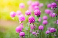 【梅雨ガーデン】今植えて「秋までずっと咲く」個性的な花3選＆！庭の湿気＆病虫害対策のコツも