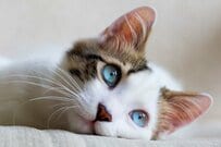 【年金一覧表】60歳代～80歳代「厚生年金と国民年金」みんなの平均月額はいくら？老後は猫との暮らしを謳歌したい人も