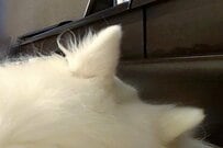 肩こり改善のために購入した「高級ジェル枕」が使えない…　犯行現場を収めた1枚に「笑っちゃいます」