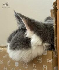 箱から出ている猫の「ふさふさ」　前から見ると…まさかの光景にホッコリ