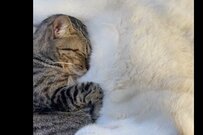 ママ犬の胸に顔を埋める元保護猫　安心しきる2匹の光景に反響