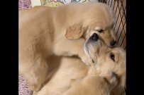 とってもやんちゃな母犬さん　子犬たちの超熱烈な愛情表現に……