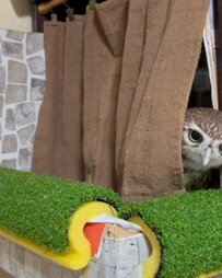 【フクロウと夜更かし】ねむねむのフクロウさん…目を閉じて眠りにつく姿が視聴者の眠気を誘う