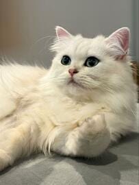 【おねだり上級者】ドアを開けてほしい猫　あらがうのは無理だった…愛おしすぎるポーズに完敗！