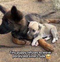 病院で安楽死を勧められた「身体が麻痺した子犬」レスキュー隊の献身的な救助で起きた奇跡に感動