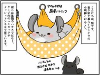 食欲と恐怖心の闘い!? 新しく設置したハンモックにチンチラの反応は... 【チンチライフ41話】