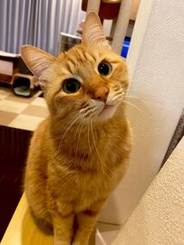 「ハテナいらずの可愛いさ」首をかしげる猫ちゃんが可愛いすぎると話題