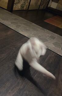 「一日一万回　感謝の正拳突き」カメラごときでは追えぬ「俊敏すぎる猫の動き」に笑ってしまう