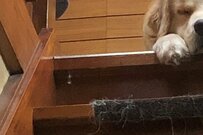 Twitterで話題の、退屈そうな犬