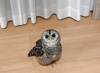 【上目遣いで見つめるフクロウ】潤んだ瞳で見つめる表情に、思わず心奪われる！