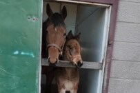 【競馬】ダイワスカーレットとウオッカの血を持つ幼駒　母馬とのツーショットがかわいいすぎる
