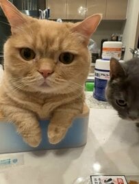 【食事を邪魔する猫たち】飼い主のごはんを狙って猫たちが大集合！圧巻の光景にSNS中が苦笑い