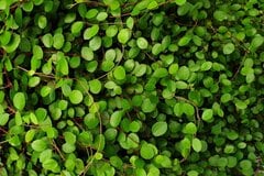 【ガーデニング】安易な地植えはちょっと待って！管理が大変な《グランドカバープランツ》3選