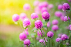 【梅雨ガーデン】今植えて「秋までずっと咲く」個性的な花3選＆！庭の湿気＆病虫害対策のコツも