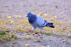 撮影した「ハトの写真」に違和感　写っていた「ハトのあくび」が可愛い「見れたらラッキー」