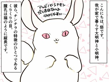 チンチラ プロフ必読‼️です❣️ 謎の行動もしかして几帳面!? 垣間見るチンチラのしぐさが可愛い