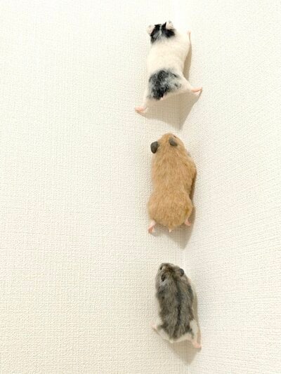 壁をのぼろうとする3匹のハムスター作品