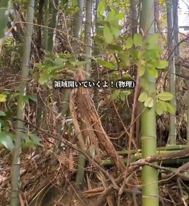 投稿の画像