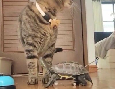 首をめいっぱい伸ばして小雪ちゃんの顔を見上げる軍曹くん