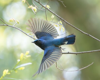 写真 | 「幸せの青い鳥」オオルリが羽ばたく瞬間 「日本画のよう