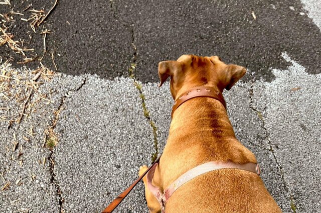 Twitterで話題の、可愛い歩き方の犬