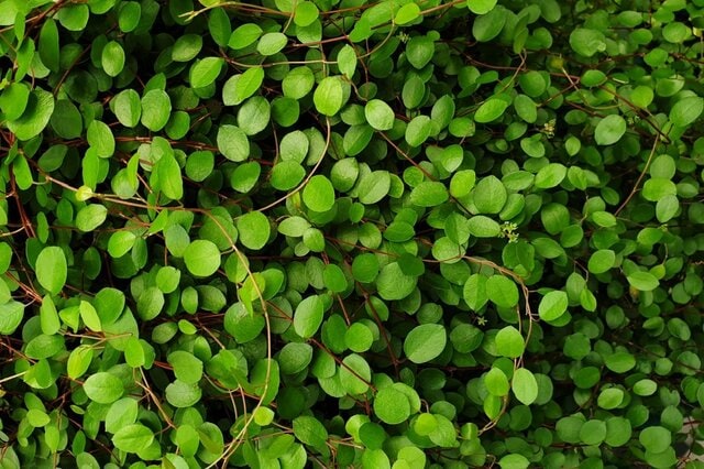 【ガーデニング】安易な地植えはちょっと待って！管理が大変な《グランドカバープランツ》3選