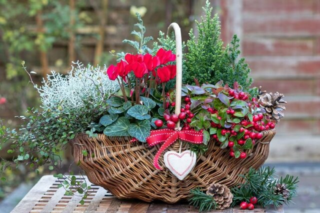 【冬の寄せ植え】クリスマス・お正月・早春ずっと飾れる《寒さに強い植物》5選で玄関が映える