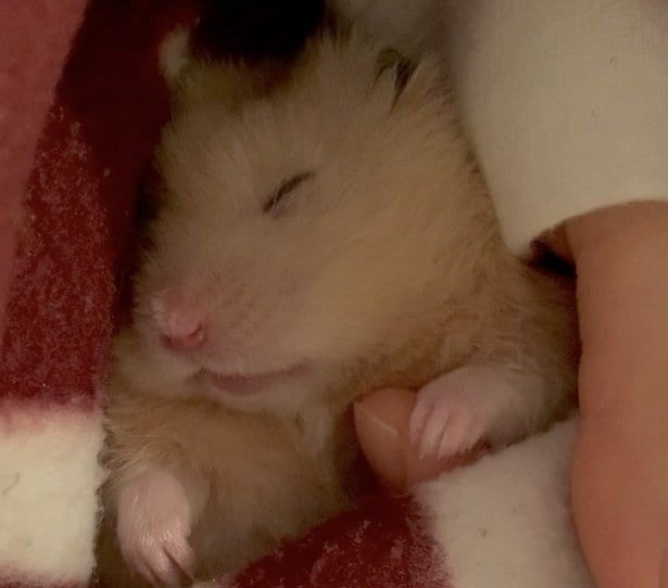 生まれてきてくれてありがとう…至福の表情で眠るハムスターの寝顔が尊い