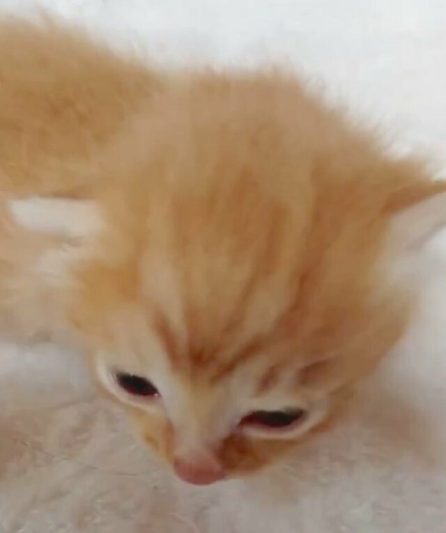 【子猫→成長後】で変貌した猫ちゃん　ご飯を求める切実な表情に反響「顔が面白いよ」