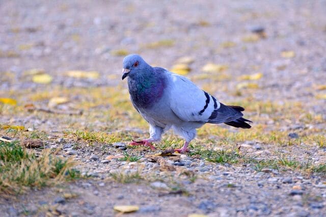 撮影した「ハトの写真」に違和感　写っていた「ハトのあくび」が可愛い「見れたらラッキー」