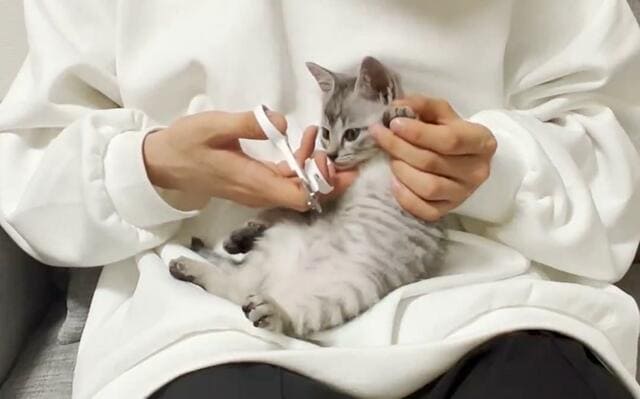 「爪切り中、気持ちよくて寝落ちする子猫」思わず目を疑う癒し動画に注目殺到