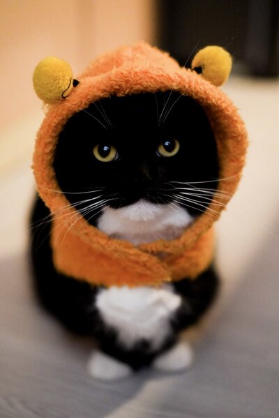 【猫の友情】一人で寂しそうな猫ちゃん…同居猫ちゃんの行動が優しすぎた