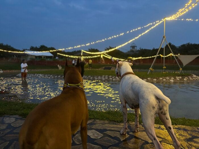 ライトアップも愛犬と楽しめる