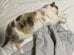 【猫飼いあるある】少し目を離した隙に…　「お布団の特等席」を奪って熟睡する猫の姿にほっこり