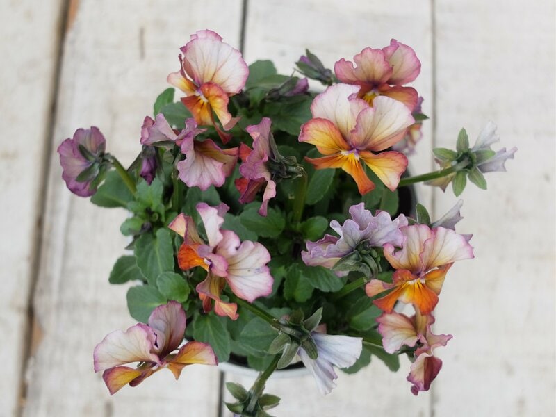 ダイソー、植木鉢（円形）4号、12cm筆者撮影写真