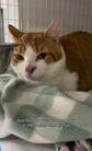 「ハンターは家を見つけて、また失いました」窓から落ちてシェルターに戻された猫、新しい家族を待つ姿に反響